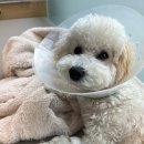 성락주유소앞 사거리(성락주유소앞) 이미지