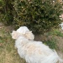 강쥐애견샵 | 창원 애견미용 추천 어반브릭스 테일러퍼피