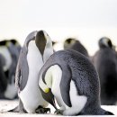 펭귄 이미지