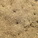 개미퇴치 간단하게 하는방법? 이미지
