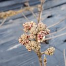 분꽃농장 이미지