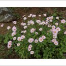 성남시 은행식물원의 가을꽃 (2) 이미지