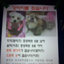 [서울 광진구 자양2동] 이 아이들을 보신 분들 도움 부탁드립니다!! 이미지