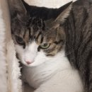 우다다냥 이미지