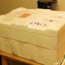 마마노코코로 | [강아지 생식] 우리 똥강아지들 맘마 책임지는 마마노코코로♩