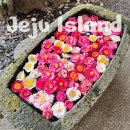 위미동백군락 | 제주 동백꽃 개화시기 언제 가장 예쁘나요? 명소 사진팁 총정리