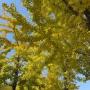 연세대학교 미래캠퍼스 | [강원 원주] 연세대학교 미래캠퍼스 은행나무 산책 후기(10월 31일 상황)