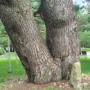 보은 정이품송 이미지