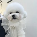 그루밍리본 이미지