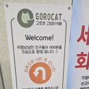 고로캣 고양이카페 이미지