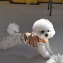 푸우동물병원 | 내돈내산 소형견 슬개골 탈구 수술 기록 ①진단과 병원선택