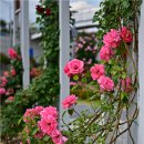 곡성-115 이미지