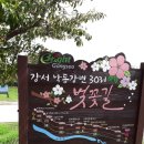 [ 4 월 5 일 ] 강서 낙동강 둑길 벚꽃맞이 둘레길 도보 이미지