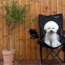 바램펜션 | 청주근교 반려동물동반 독채펜션추천|충북영동 여름여행 후기