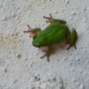 청개구리 이미지