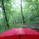 빨간우산 이미지