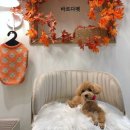 바르다펫 꿈의숲점 이미지