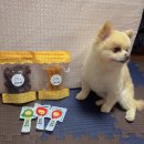 모모한 하루 | 부산강아지간식 부전동 송상현광장인근 모모한하루(24.1.30)