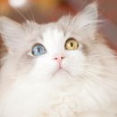 고양이눈 이미지