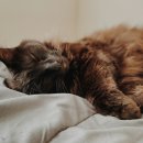 시흥24시센트럴동물의료센터 이미지