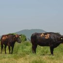 제주 흑우 이미지