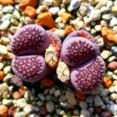 바커스 Daum카페