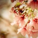 설레임PC 이미지