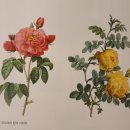 당신의 꽃그림 보테니컬 아트 이미지