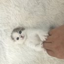 개청순한고양이 이미지