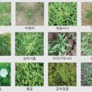 단골농약 이미지