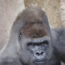 고릴라 이미지