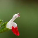 허브아일랜드식물원 이미지