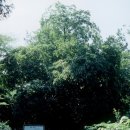 완도 정자리 황칠나무 이미지