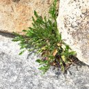 양지-2779 이미지