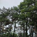 숲에서 - 동해시 | 선재도 트리캠핑장 방문후기, 소나무 숲에서 바라보는 선재대교 일몰