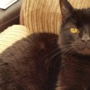 이웃집 동물병원 이미지