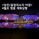 계룡저수지 공중화장실 | 당진 골정저수지 벚꽃 야경 4월초 개화 상황 산책하기 좋은 골정지풍경