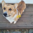 세원세탁 | 세탁용 반려동물 털 제거제 — 재사용 건조기/세탁볼