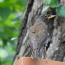 화왕산자연휴양림(창녕) 이미지