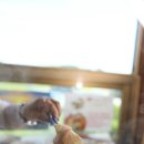 통나무아일랜드 이미지