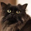 묘랑나랑 이미지