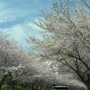 동희분식 | 부산 사직야구장 직관후기 | 사직구장 3루 내야필드석 313블럭 14열 시야, 사직 먹거리