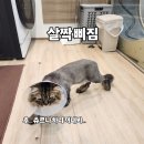 고양이미용&호텔 냥집사 이미지