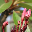 플루메리아,(Plumeria) 를요.. 이미지