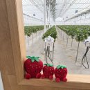 애정농장 | 솜솜딸기 파주 딸기 체험 농장 파주 아기랑 가볼 만한 곳 다녀온 후기