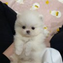 아이이뻐