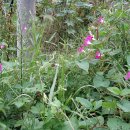 용미1리 이미지