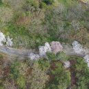 명품 벚꽃 길 이미지