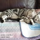 그루밍캣 압구정점 | 아메리칸 숏헤어 고양이 남매 중성화 수술 후기 및 팁