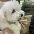 오드그루밍 이미지